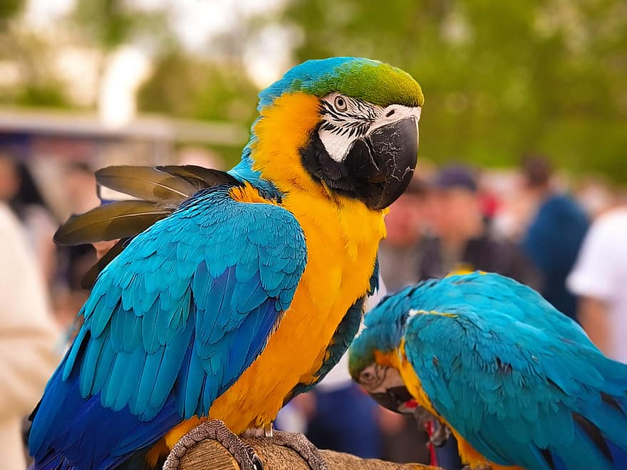 papagaiļi, putni, dzīvnieki, raksturs, savvaļas dzīvnieki, papagailis, zils, daudzkrāsains, knābis, spalvu, dzeltens