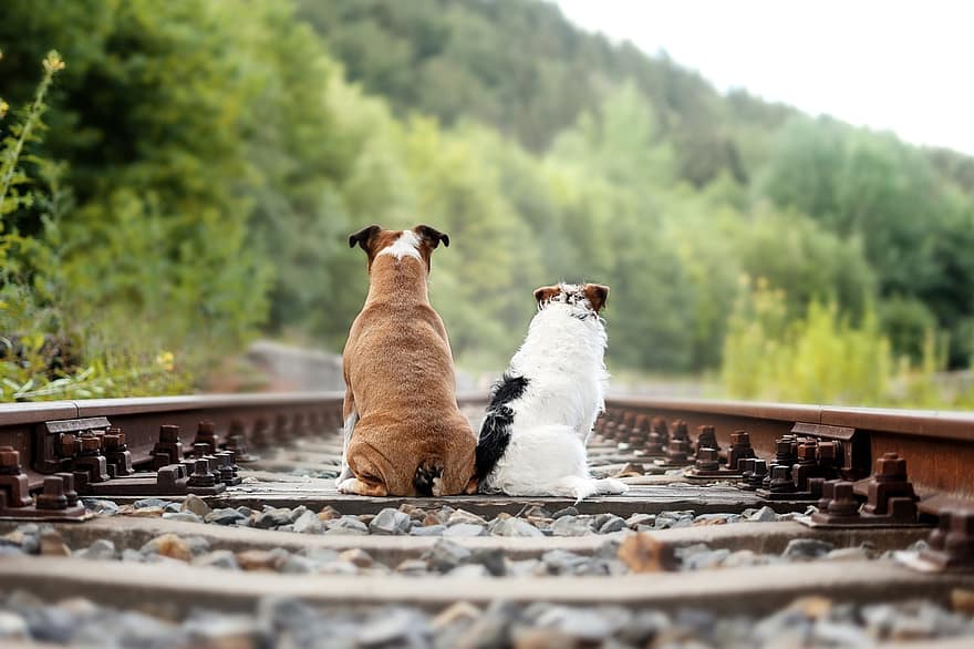 hundar, Sammanträde, järnväg, djur, husdjur, Inhemska hundar, hund-, däggdjur, väntar, utsikt bakåt, tågräls
