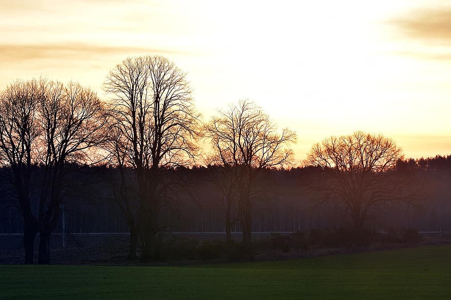 Nature, Sunset, Trees, Rural, Outdoors, Dusk, Field, Forest, Sky, tree, grass
