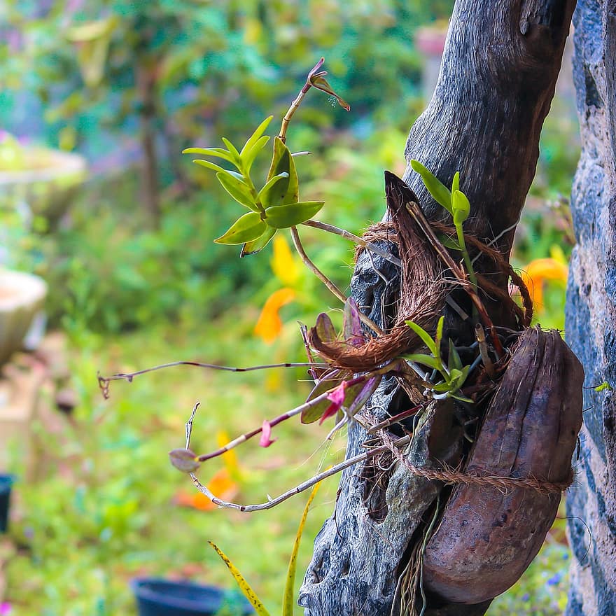 orchidée, coquille de noix de coco, les racines, Orange, bois, Naturel