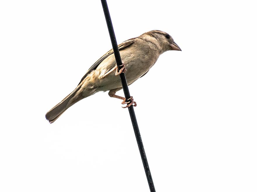 Sparrow, Bird, Animal, Sind Sparrow, Wildlife, Plumage, Branch, Perched, Ornithology, Birdwatching, Avian