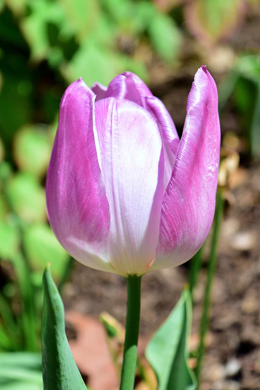 pink tulipan, lyserød blomst, tulipan, blomst, blomstre, natur