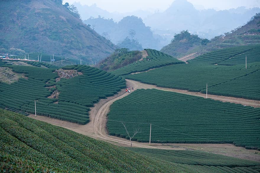 vietnam, plantage, jordbruksmark, son la, fält, lantbruk, landskap