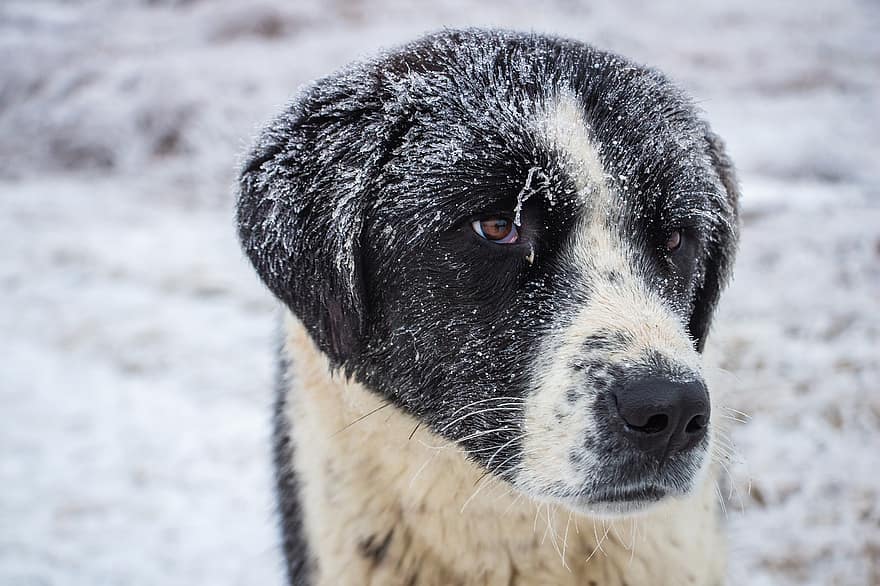 개, 겨울, 양치기 개, 눈, 양 개, 송곳니, 동물, 애완 동물, 귀엽다, 순종 개, 가축