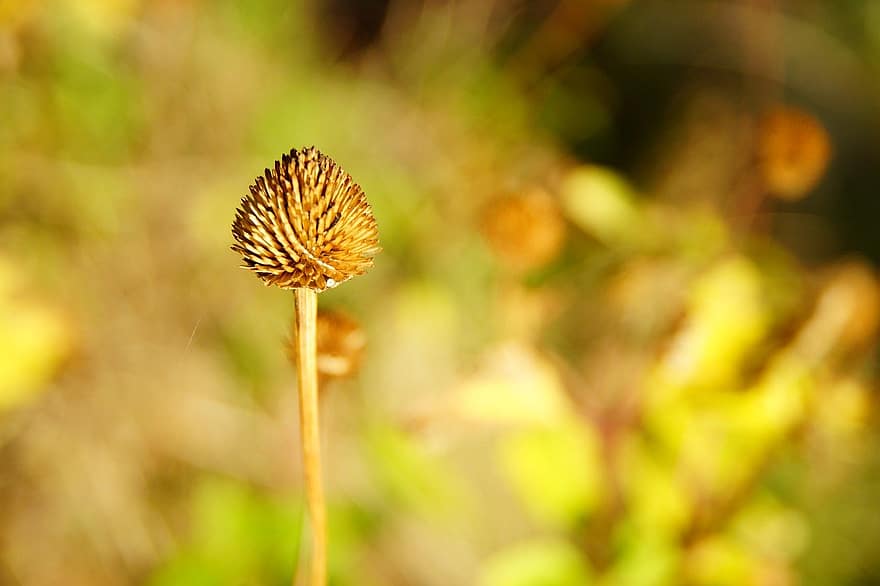 Coneflower, Flower, Seed Head, Seeds, Plant, Nature, Fall, Autumn