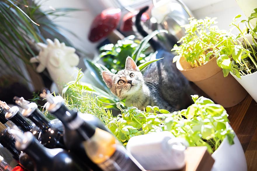 anak kucing, dapur, kebun herbal, Kucing Harimau, membelai