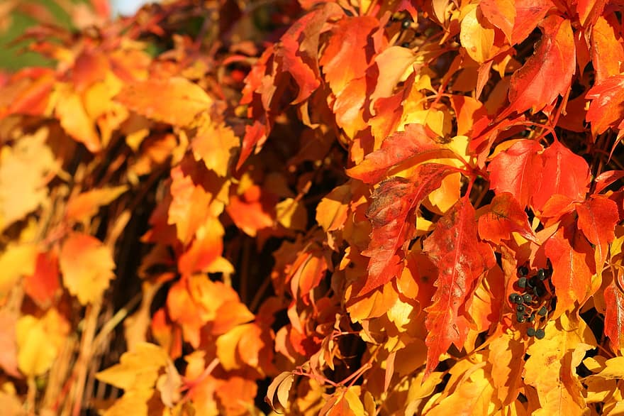 bladeren, fabriek, nazomer, vallen, gebladerte, natuur, herfst