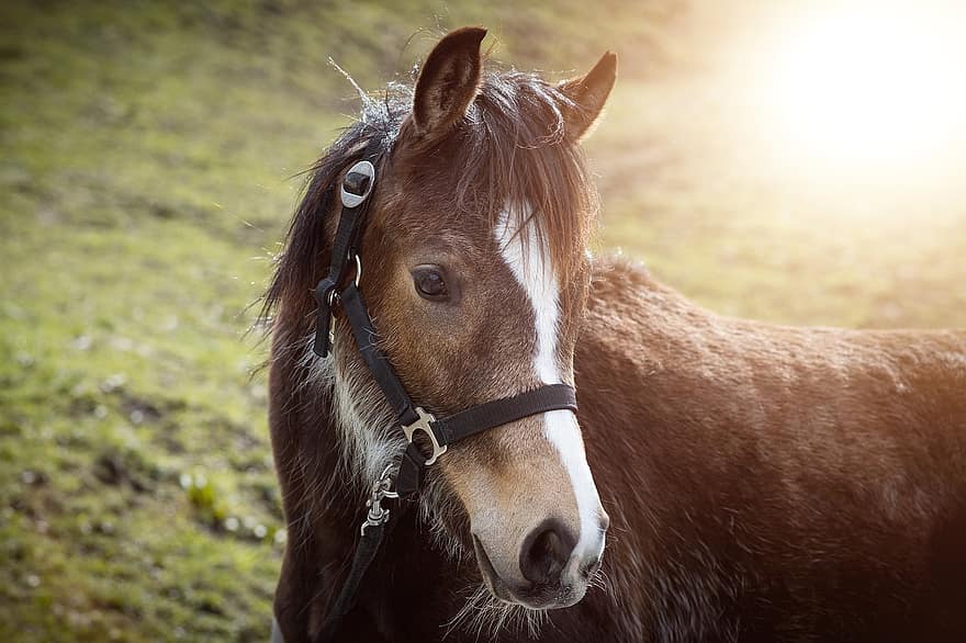 Pony, Foal, Horse, Head, Riding Pony, Bridle, Animal, Young Animal, Brown Horse, Blaze, Coupling
