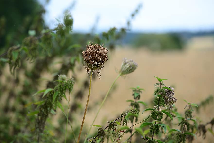Wild Carrot, Flower, Withered, Dried, Dry Flower, Wilted, Faded, Plant, Wildflower, Pointed Flower, Nature