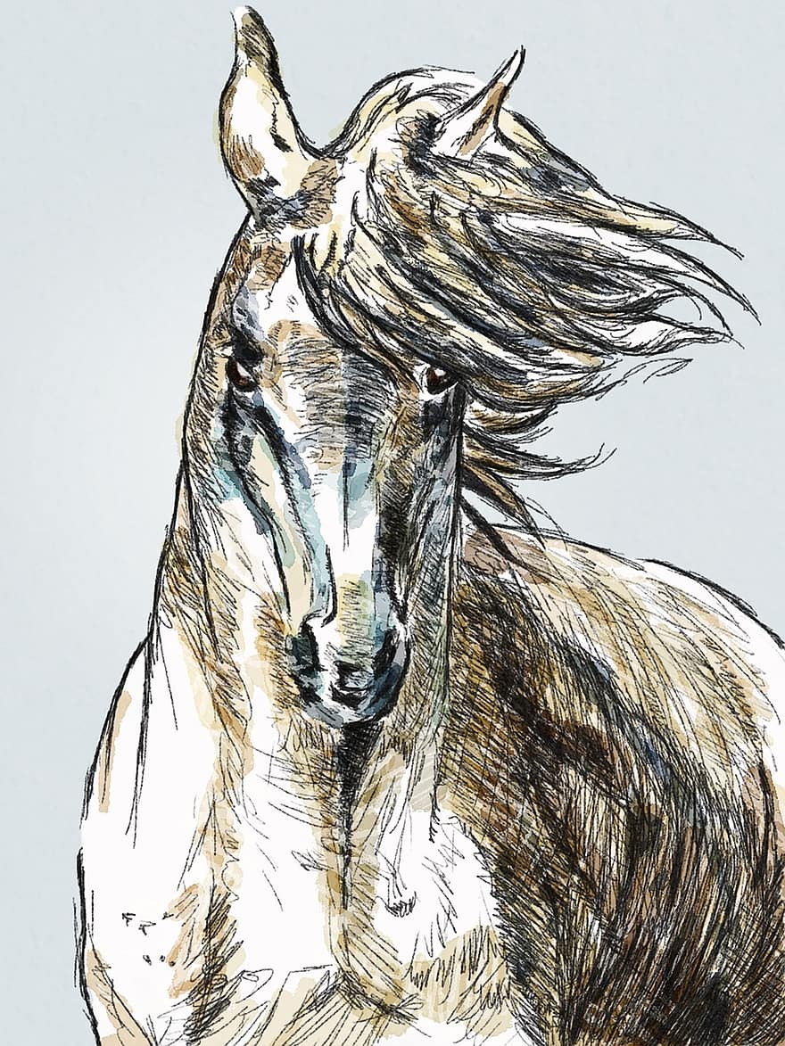 cavallo, ritratto