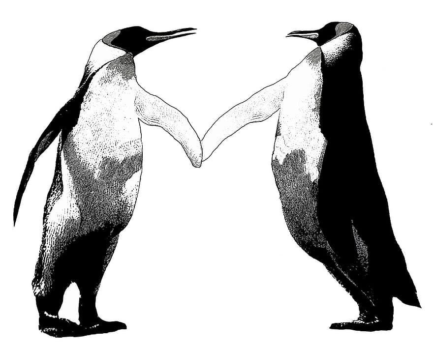 pájaro, mundo animal, pingüino, animal, Antártida, compañero, mano a mano