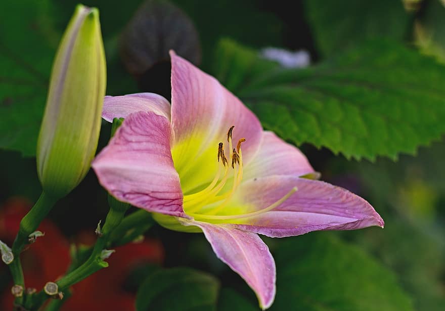 hemerocallis Catherine Woodsbury, daylily, have, blomst, kronblade, støvdragere, flor, blomstre, blomstrende plante, prydplanter, grøntsag