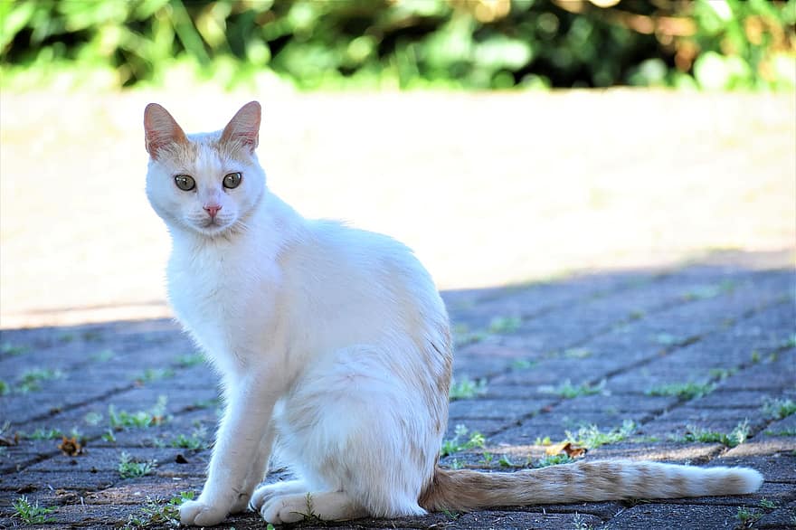 kaķis, kaķi, balts, rozā deguns, pelēkas acis, gudrs, savvaļas, klaiņojošs, plēsējs, portrets, pagalms
