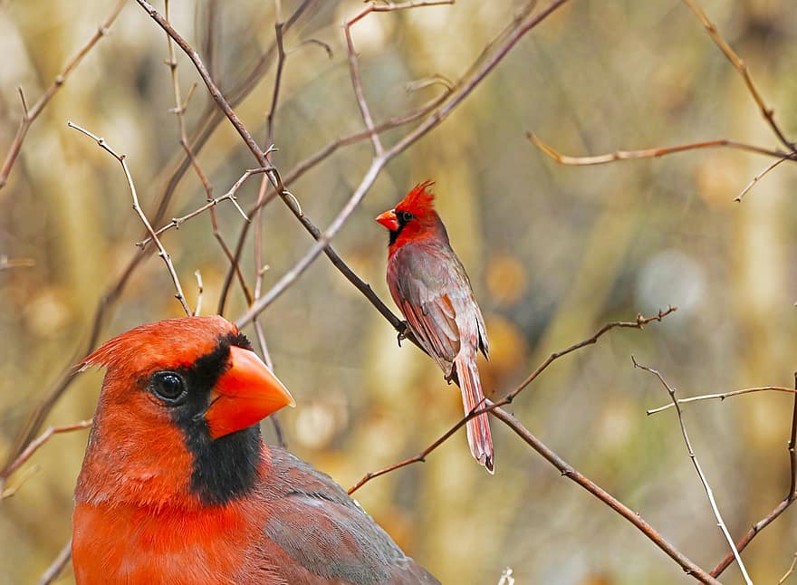 kardinaler, fugle, baggård, efterår, natur, næb, fjer, dyr i naturen, multi farvet, afdeling, tæt på