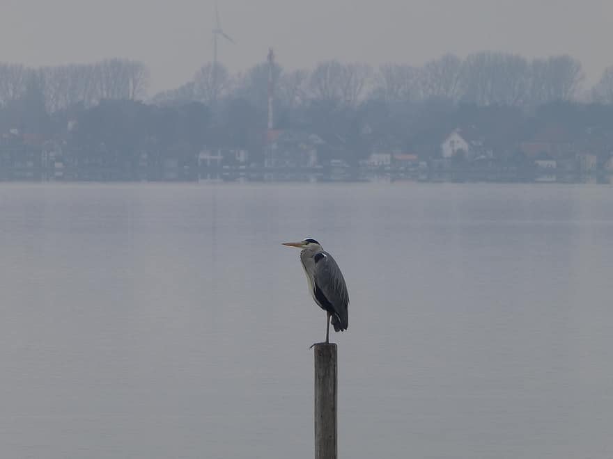Steinhuder Meer, Bird, Fog, Wildlife, water, focus on foreground, animals in the wild, seagull, beak, feather, blue