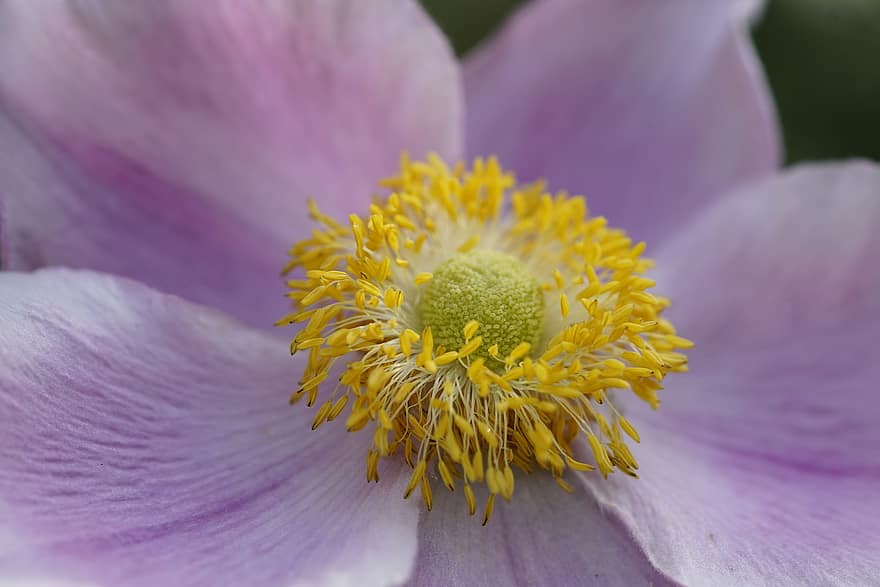 anemona japoneză, floare, petale, cad anemona, anemonă, stamine, polen, floare roz, a inflori, plantă, natură