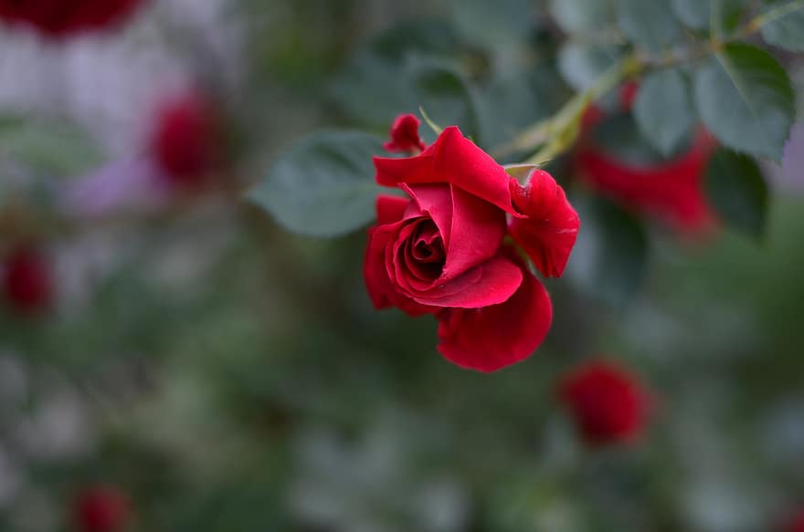 růže, červené růže, růže poupata, poupata, červené květy, květiny, květ, zahrada, jaro, list, detail