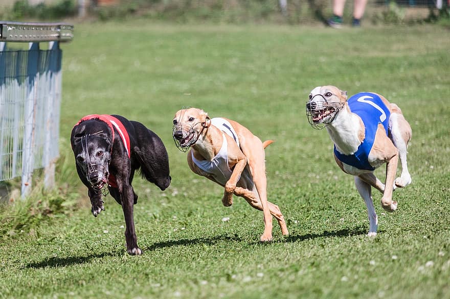 Whippets, Dogs, Running, Field, Outdoors, Active, Animals, Canines, Agility, Athletic, Canine