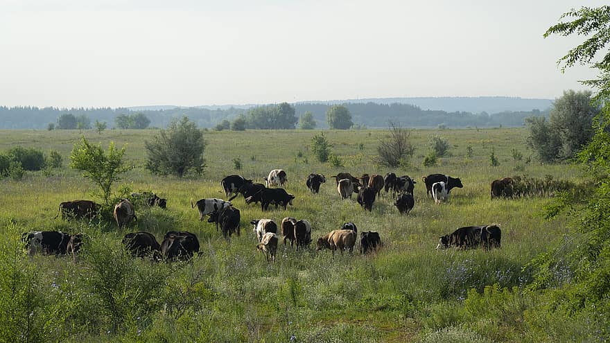 mucche, pascolo, campagna, rurale, all'aperto, natura, campo, prato, animale, mammifero