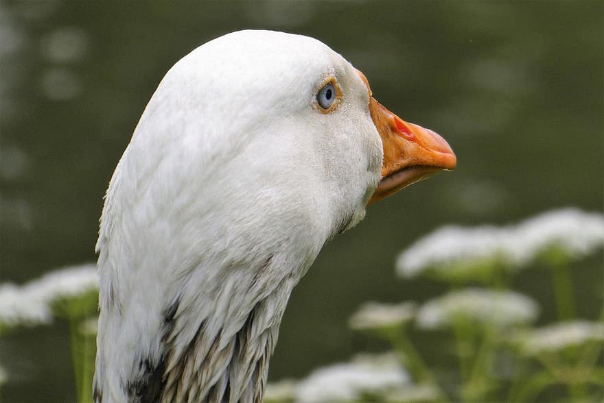 White Goose, Goose, Waterfowl, Detail, Cup, Plumage, Orange Beak, Beak, feather, close-up, animals in the wild