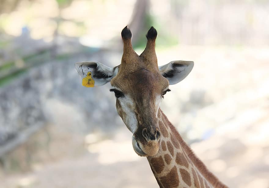 animal, girafă, mamifer, specie, cap de animal, a închide, animale în sălbăticie, Africa, cu coarne, un mamifer copios, safari animale