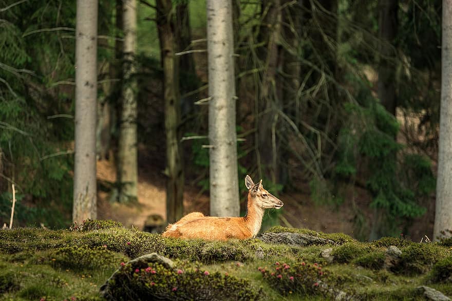 Deer, Animal, Forest, Mammal, Wildlife, Fauna, Wilderness, Nature, Hirsch, Hunting, Wild