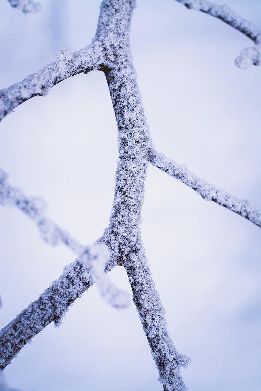 cabang, pohon, salju, beku, dingin, alam, merapatkan, musim dingin, Es, musim, embun beku