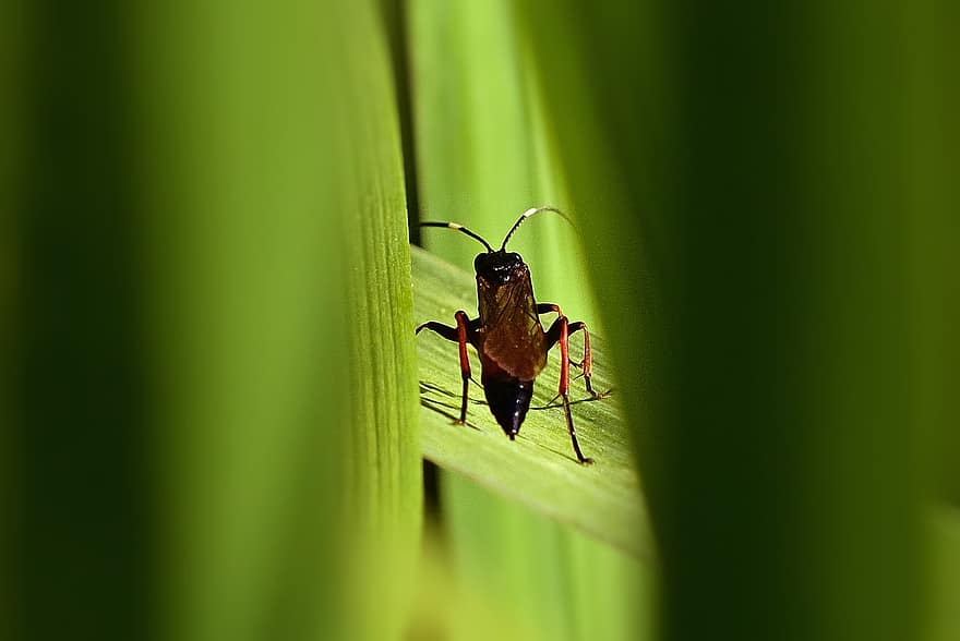 bille, insekt, natur, Coleoptera, have