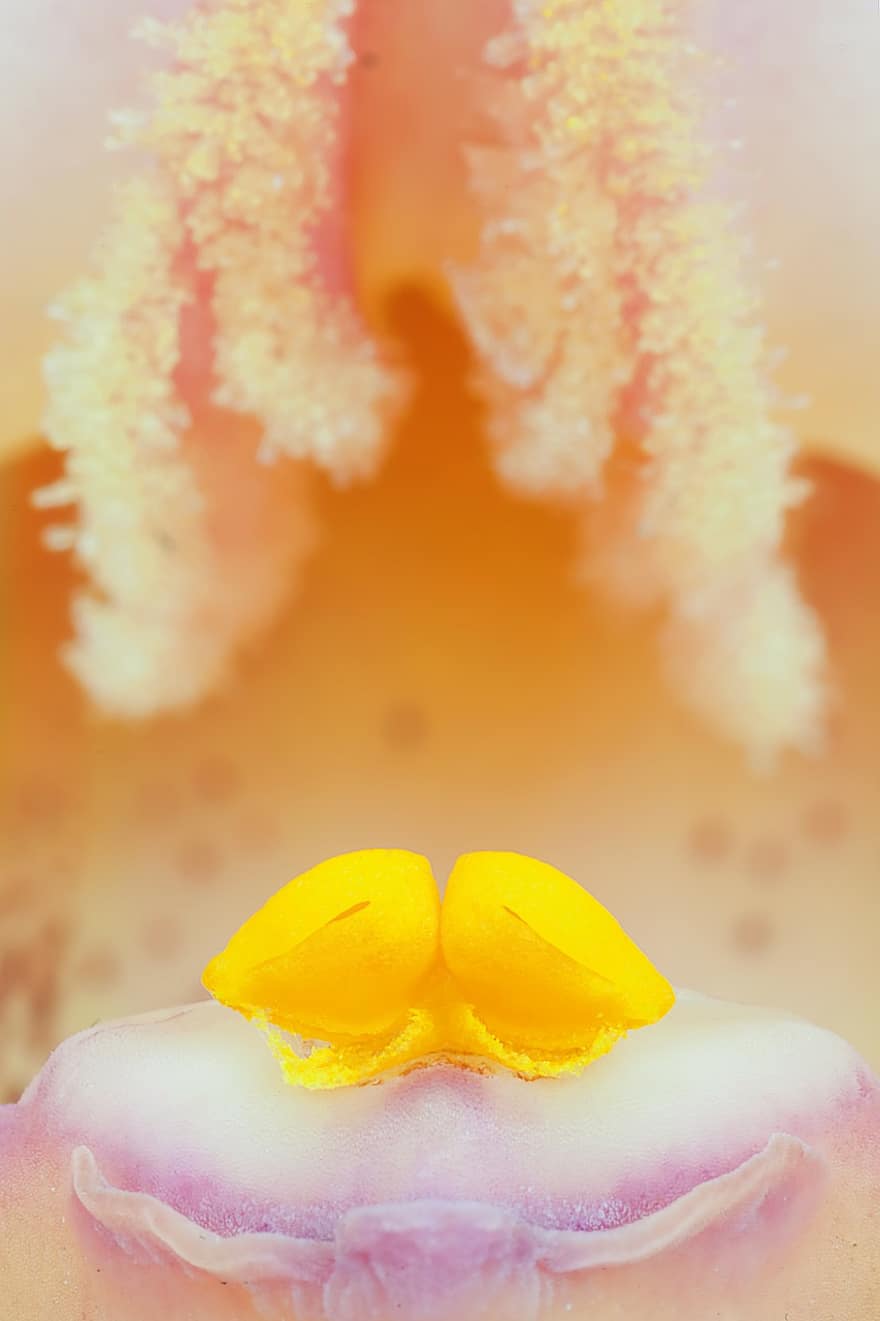 Stamen, The Ovary, Flower, Macro, Flora, Yellow, Closeup, Detail Of