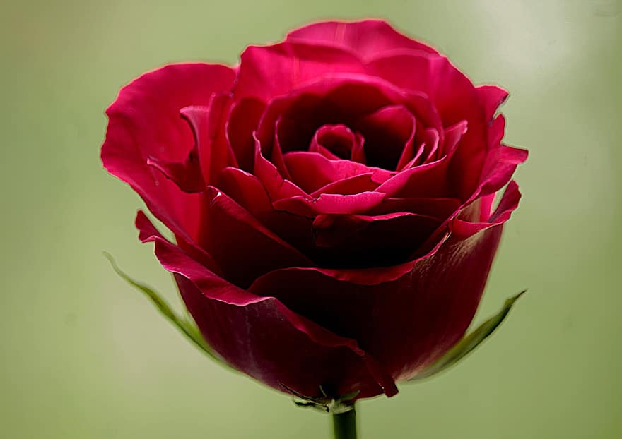 Rose, Bud, Florist, Bloom, Flower, Background, Beauty, Floristry, Love, Beautiful, Novel