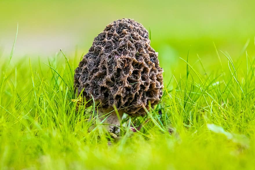 cogumelo, Verdadeiro Morel, grama, morchella, gramado, natureza, morel, fungo