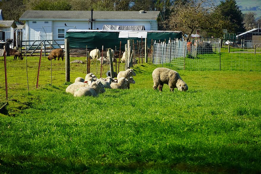 羊、牧草地、牛、子羊、緑