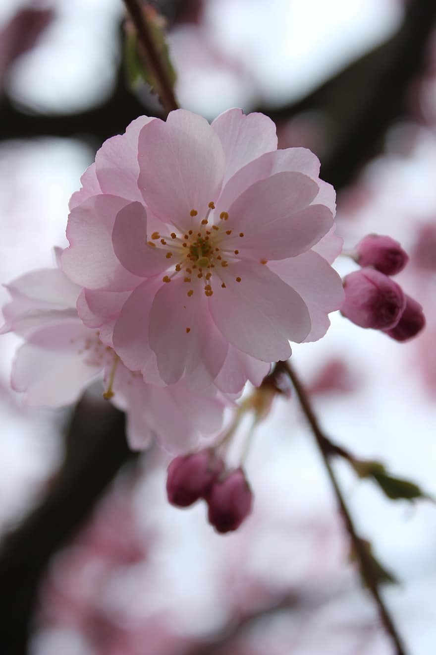 fiori di ciliegio, fiori rosa, sakura, fiori, fiorire, fioritura, primavera, fiore, avvicinamento, petalo, pianta