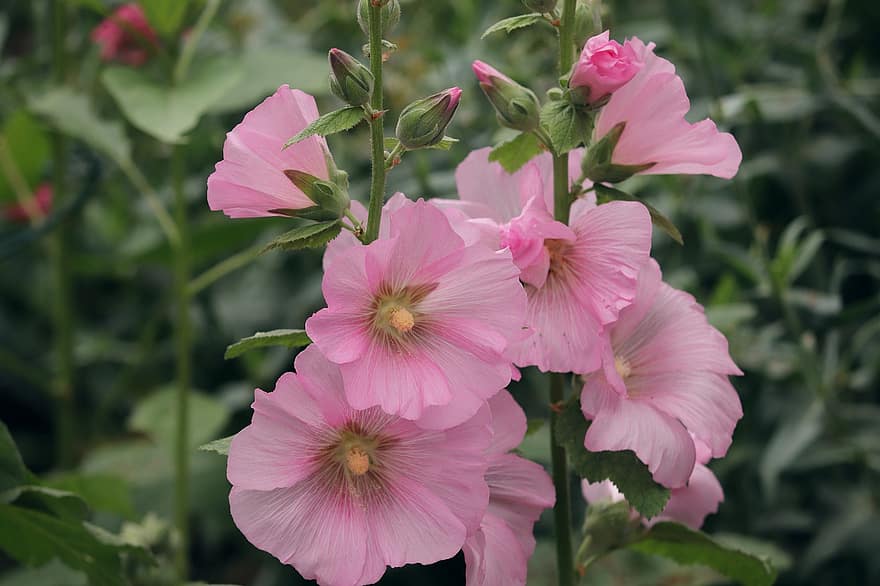 stok naik, berwarna merah muda, peony biasa, alcea rosea, semacam tumbuhan, bunga, mekar, berkembang, menanam, taman, kebun mawar