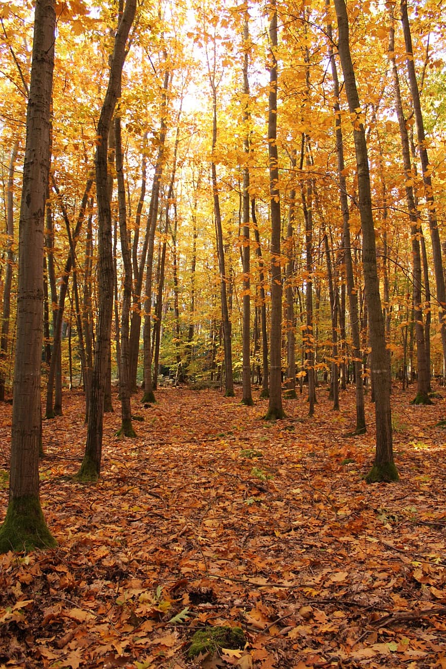 есен, дървета, листа, шума, есенни листа, есенна листа, есенни цветове, есенния сезон, попадат зеленина, цветовете на есента, гора