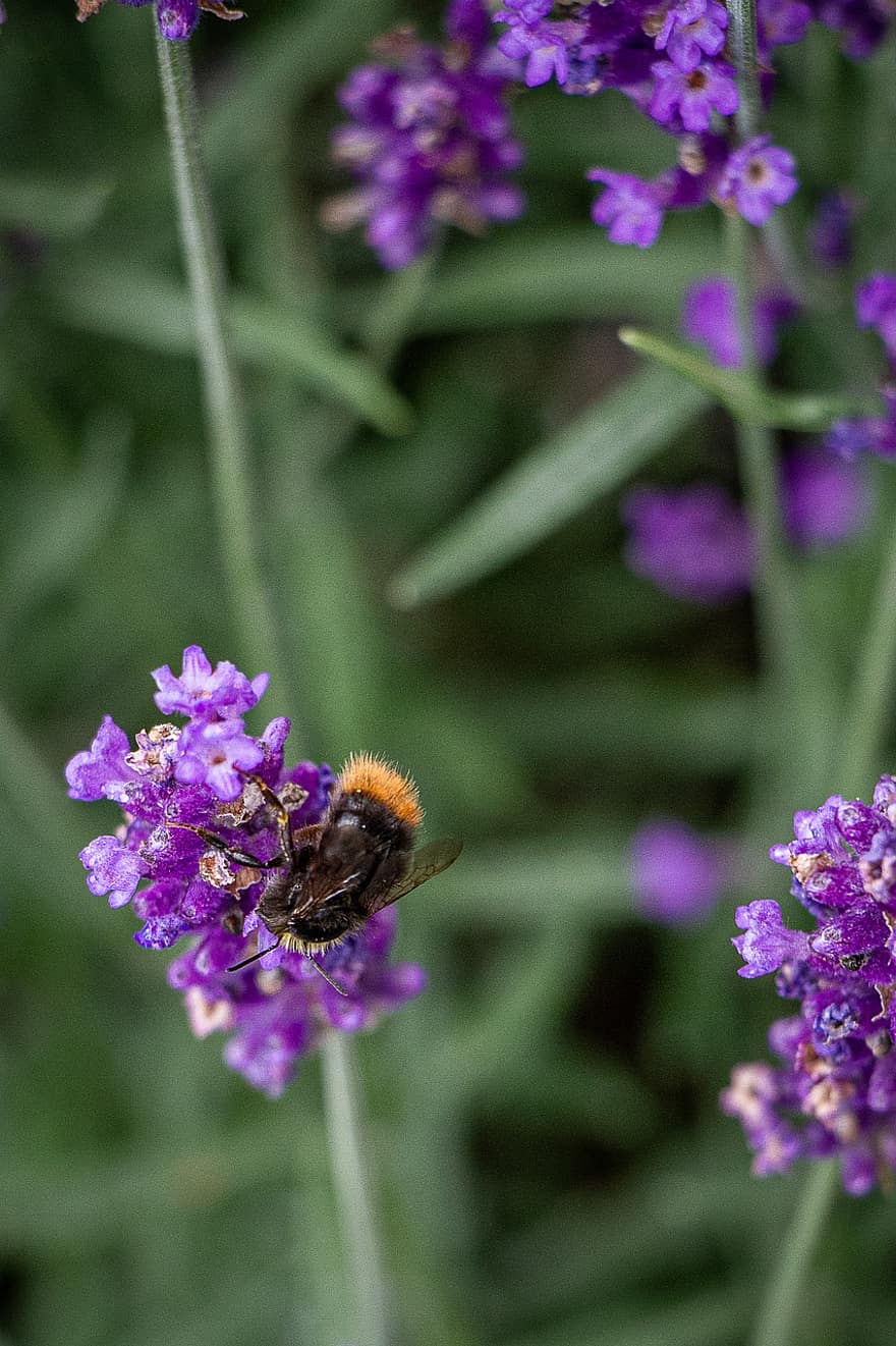 bičių, vabzdys, apdulkina, apdulkinimas, lavendrai, gėlės, sparnuotas vabzdis, sparnai, pobūdį, hymenoptera