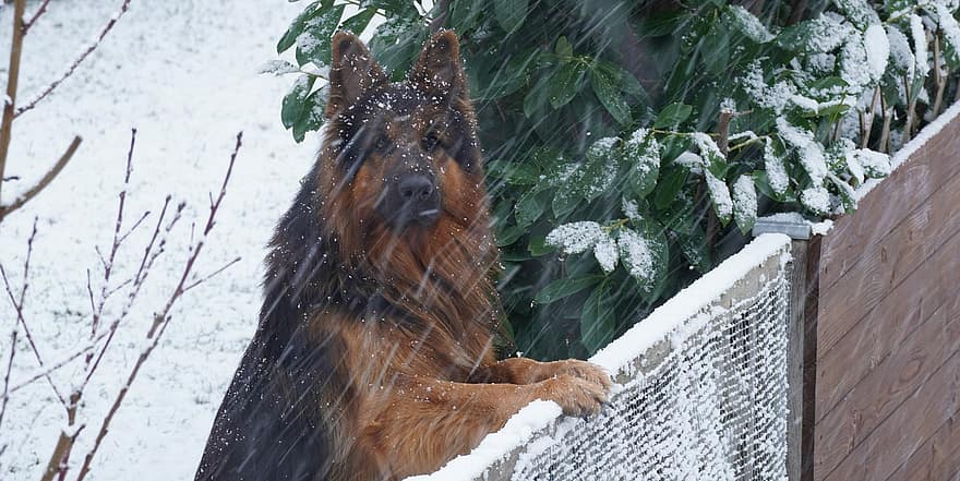 winter, sneeuw, het sneeuwt, januari, seizoen, witte sneeuwvlokken, Duitse herder, hond, vacht, poten, snuit