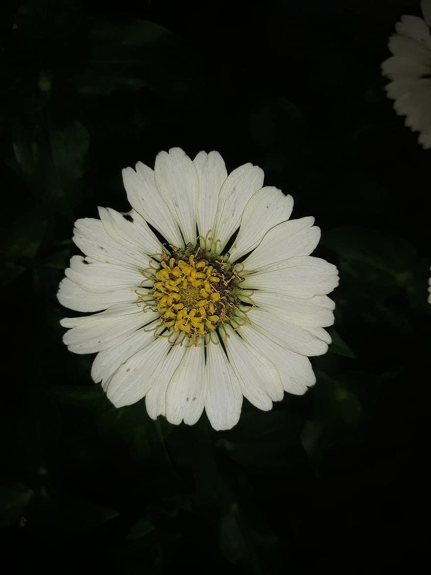 kwiat, stokrotka, biały kwiat, ciemne tło, roślina, zbliżenie, lato, płatek, zielony kolor, makro, głowa kwiatu