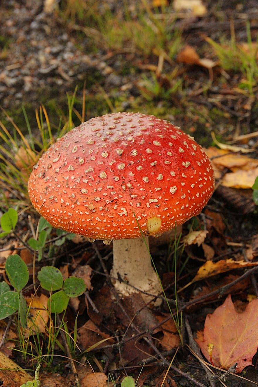 houba, muchomůrka, podzim, Příroda, les