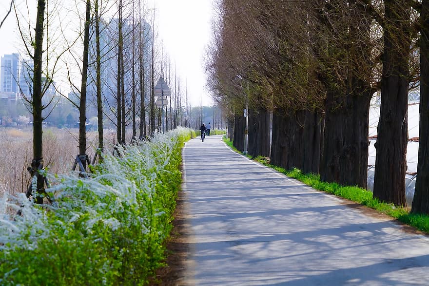 тротоар, паваж, дървета на ливадите, дървета, пролетен пейзаж, река, крайречен, Република Корея, пейзаж, път, garosu-Гил