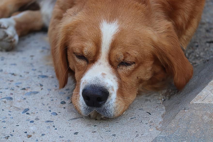 suns, pet, suņiem, dzīvnieku, guļ, aizmigusi, miega suns, kažokādas, snout, zīdītāju, suņu portrets