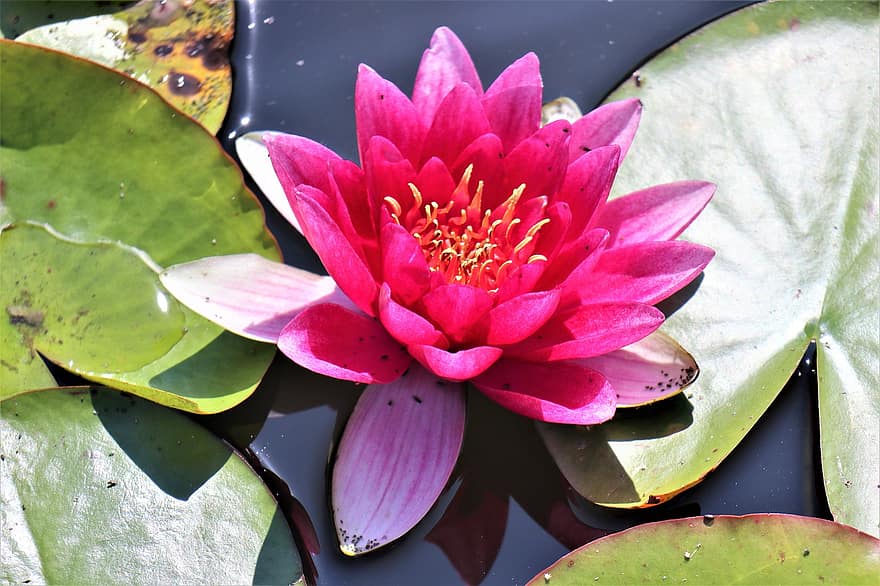 Water Lily, Flower, Pond, Pink Flower, Pink Water Lily, Plant, Water, Flora, Lily Pads