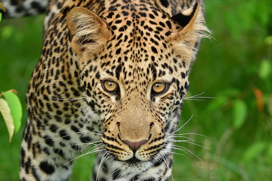 leopardo, animal, masai mara, África, animais selvagens, mamífero, animais em estado selvagem, gato não domesticado, felino, animais de safári, espécies em perigo