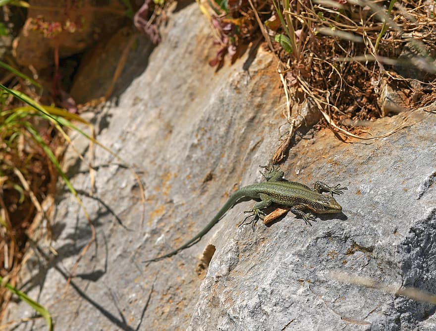 Lizard, Animal, Rock, Nature, Crawl, reptile, animals in the wild, close-up, forest, green color, tree