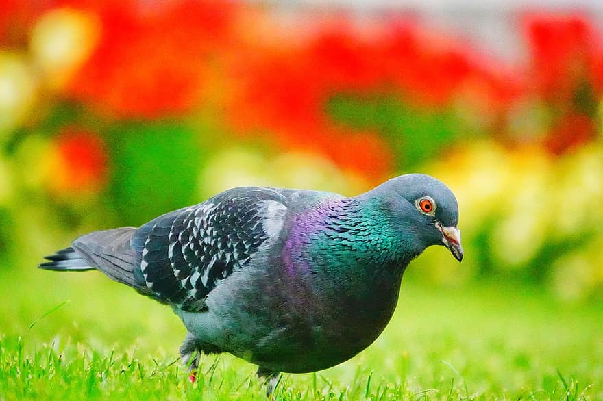 Pigeon, Colombe, herbe, oiseau, printemps, la nature, le bec, plume, fermer, multi couleur, animaux à l'état sauvage