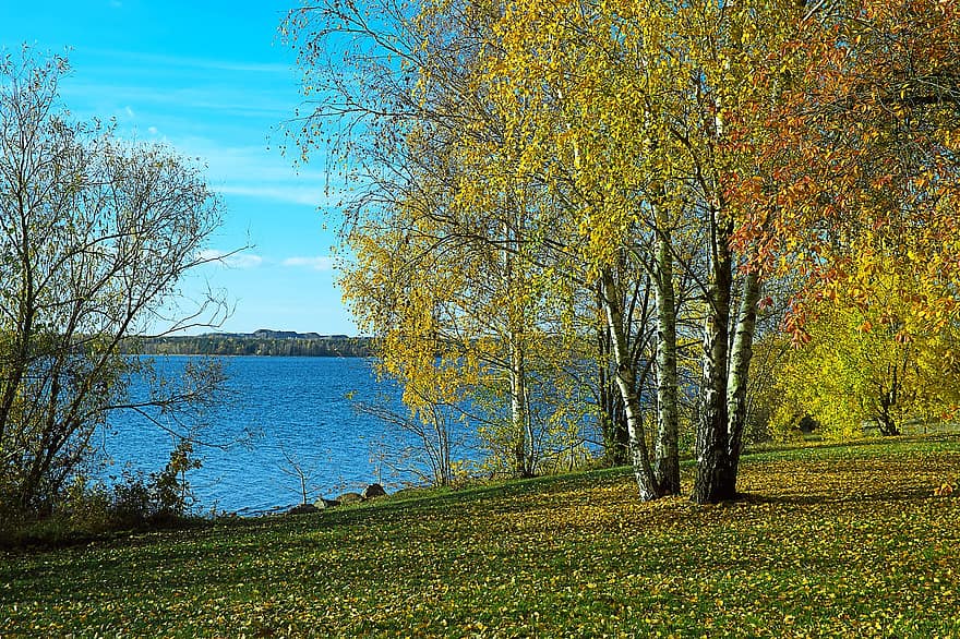 lago, natura, autunno, alberi, betulla, paesaggio, le foglie, acqua, albero, giallo, stagione