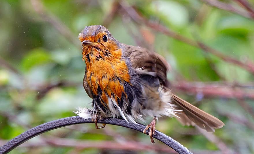 Robin Redbreast dans l'arbre, robin, Robin Redbreast, perché, oiseau chanteur, oiseau, la nature, aile, faune, en volant, plume