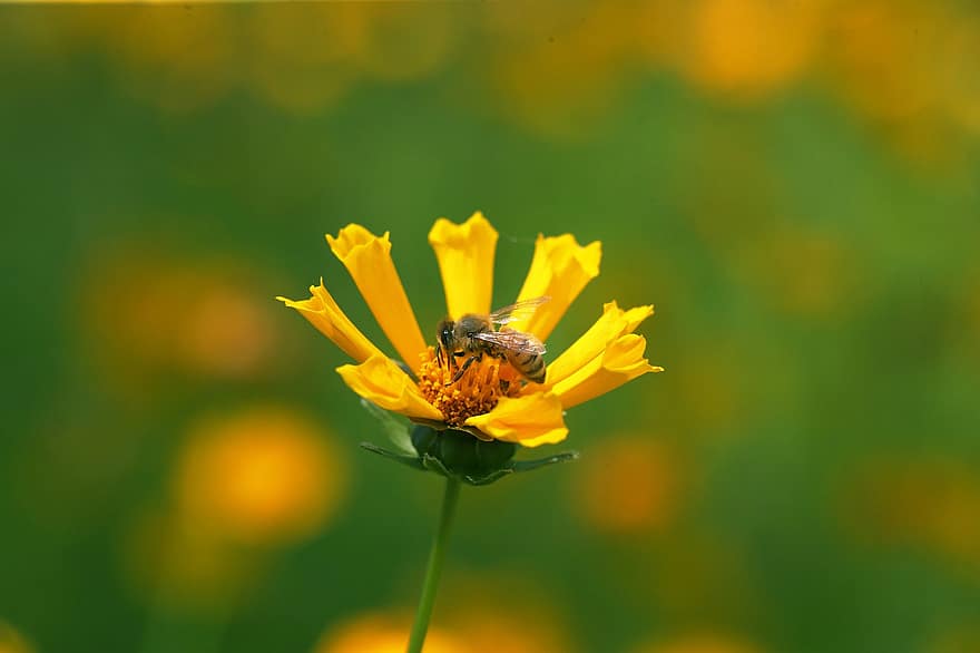 zieds, ziedlapiņām, bite, kukaiņi, kļūda, medus, raksturs