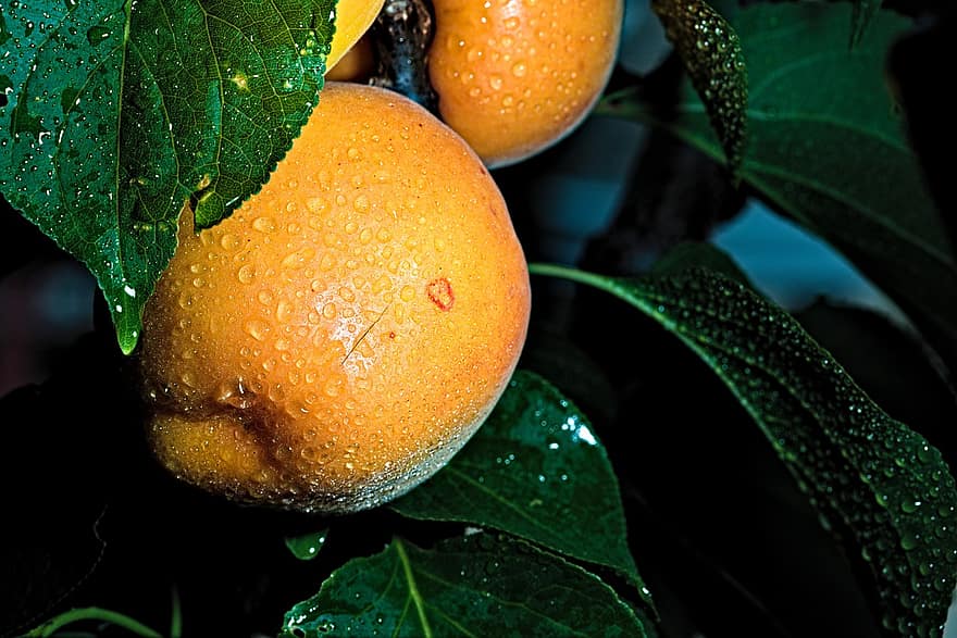 абрикос, фрукты, питание, свежий, здоровый, созревший, органический, милая, лист, свежесть, крупный план