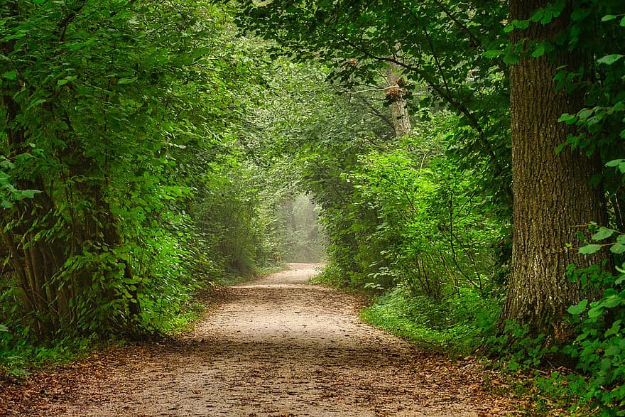 Forest, Path, Trees, Forest Path, Foliage, Greenery, Countryside